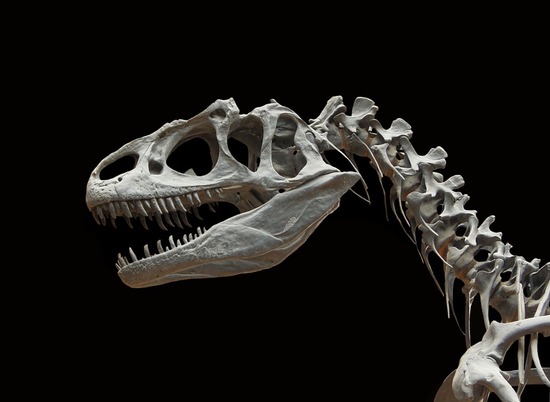Останки нового вида динозавров найдены у берегов Великобритании